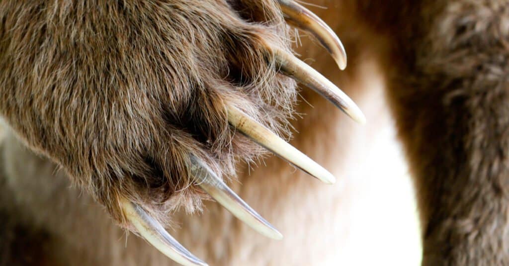Incredibili fatti sull'orso grizzly - zampa di orso grizzly 
