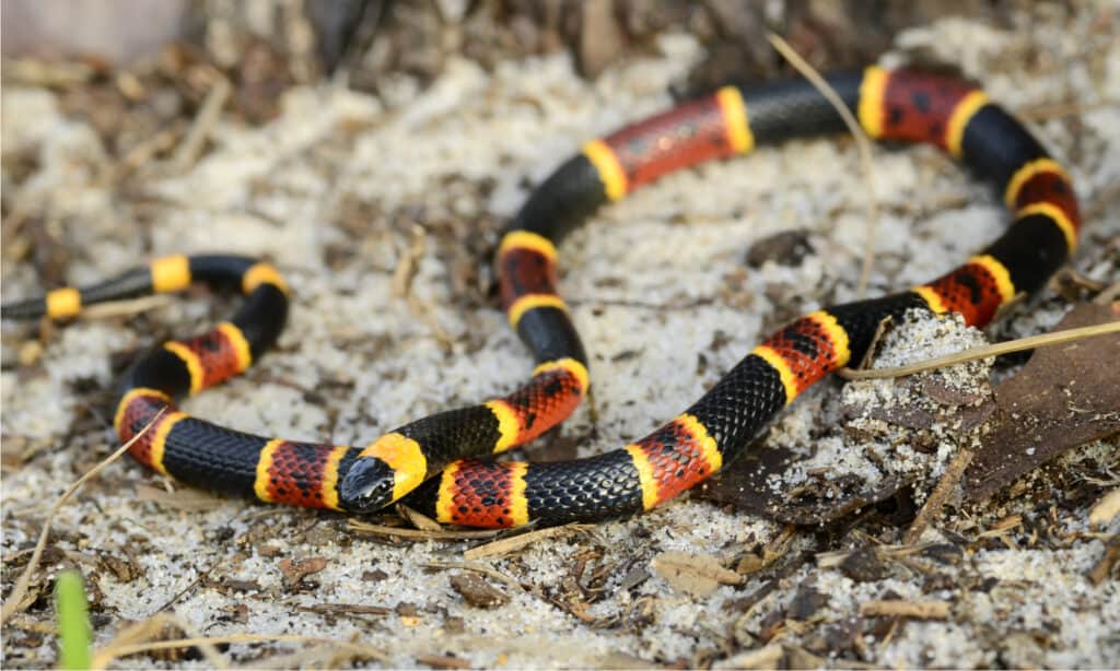 Il serpente corallo orientale (Micrurus fulvius) è un serpente aggraziato e snello la cui lunghezza varia tra 2 e 3 piedi quando sono maturi.