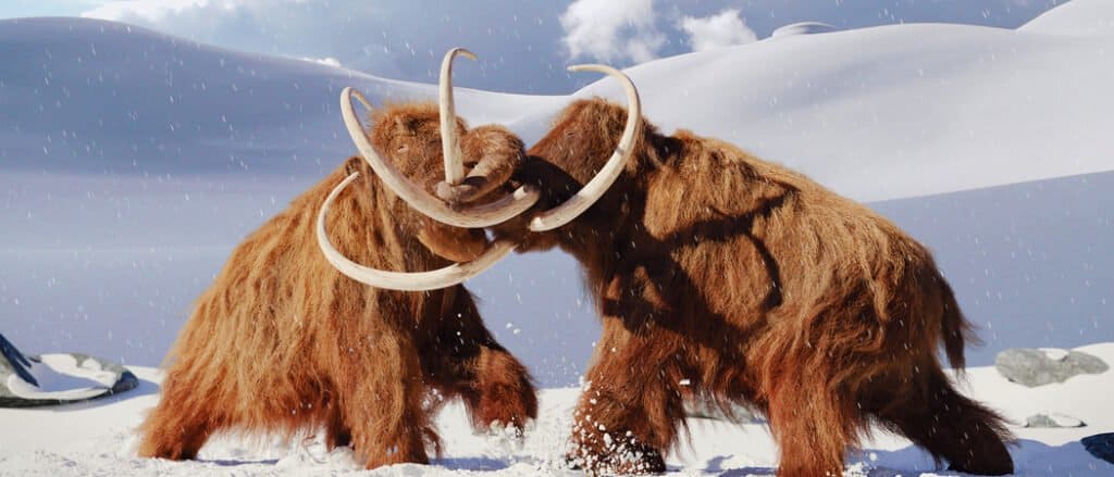 Due mammut lanosi che combattono su una tundra ghiacciata