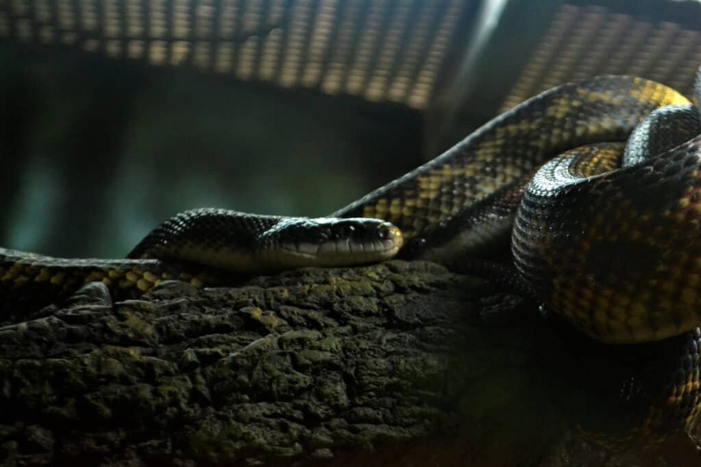 serpente in gabbia
