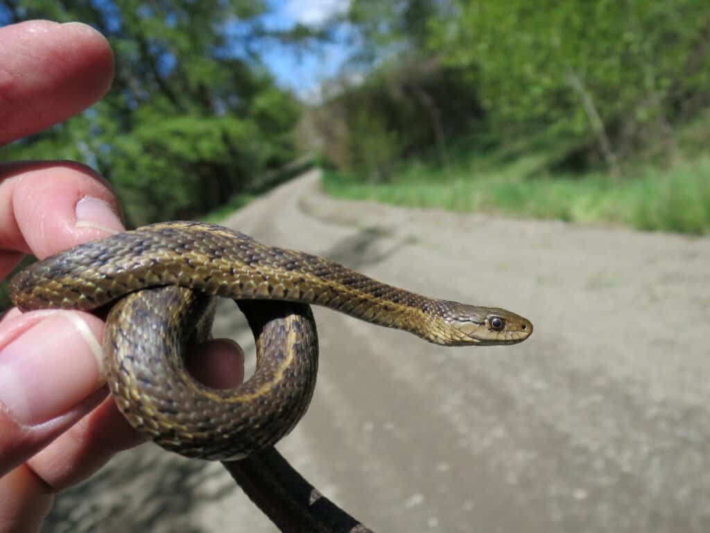 Occidentale, Terrestre, Giarrettiera, Serpente, -, Thamnophis, Elegans