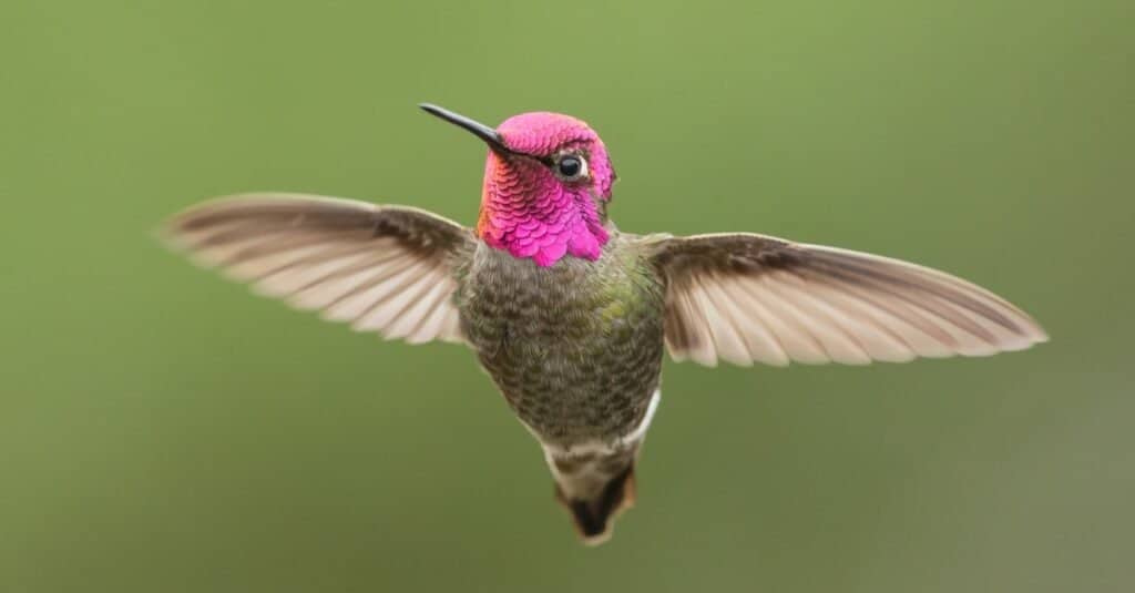 colibrì in volo con sfondo sfocato