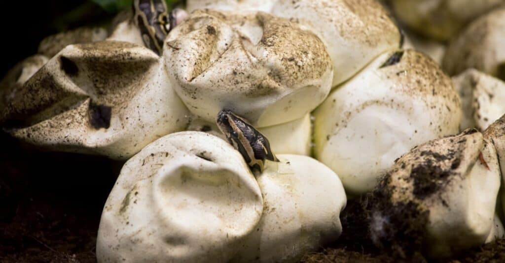 cuccioli di serpente che sfondano i gusci