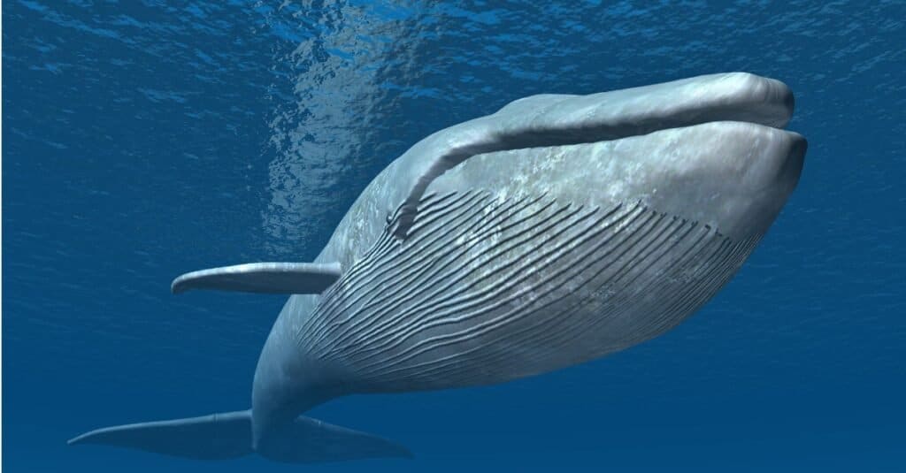 Cosa mangiano le balene blu