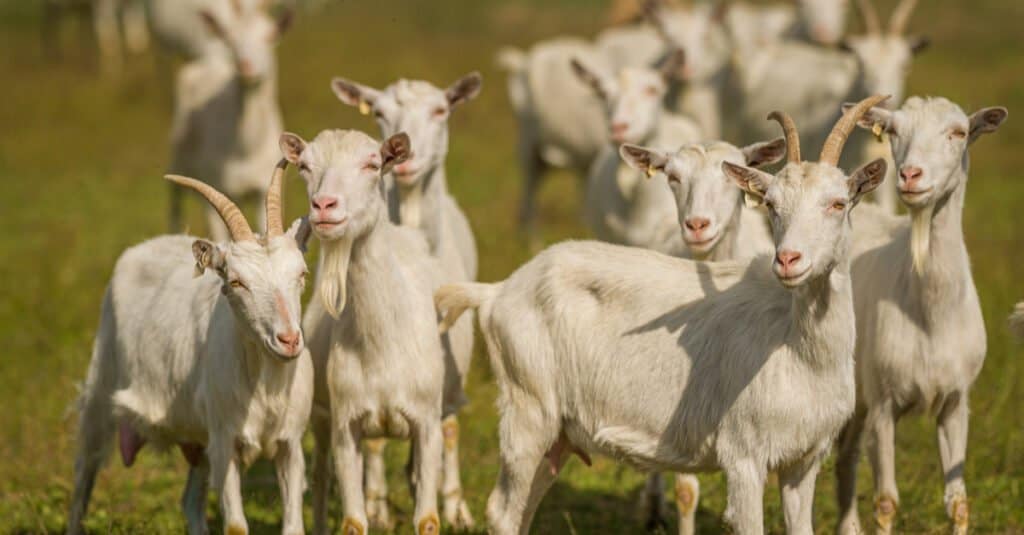 mandria di capre saanen in un campo