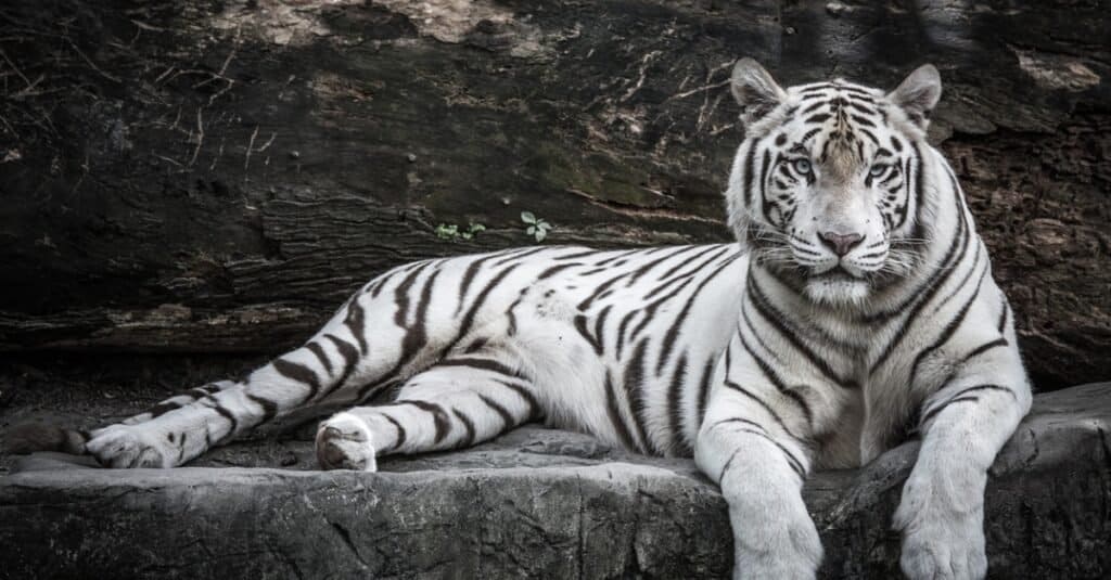 tigre bianca