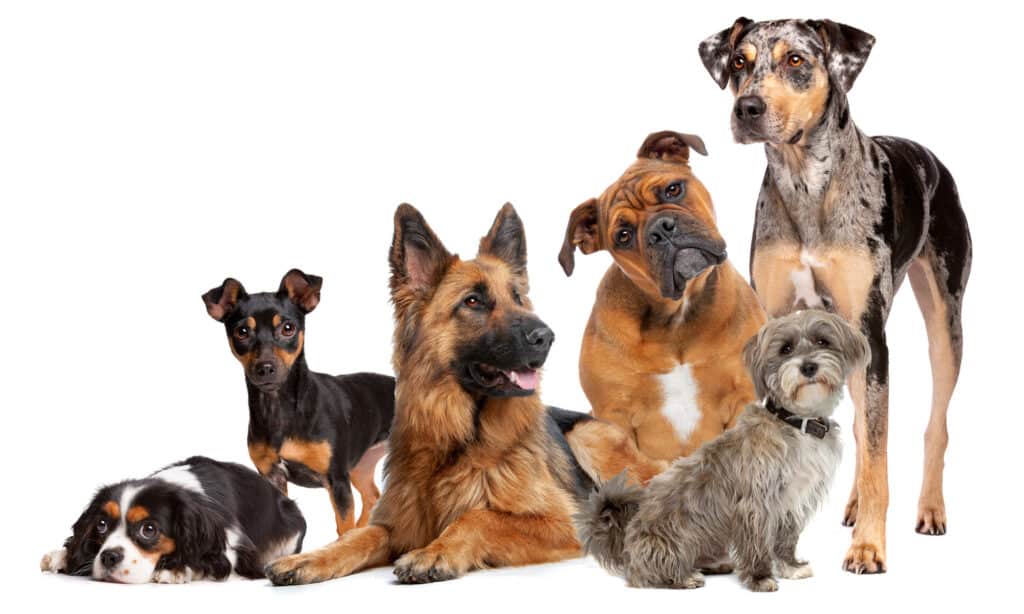 Sei diversi cani di razza pura su uno sfondo bianco