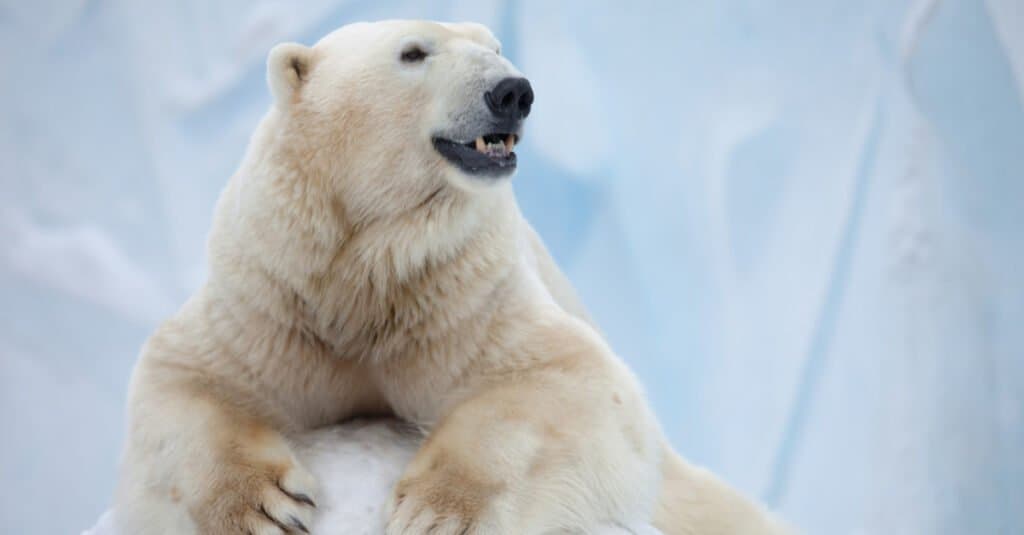 Il morso di animale più forte è l'orso polare