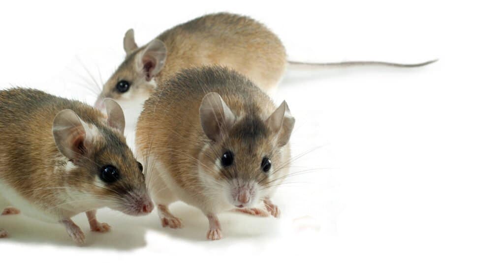 I ratti più grandi sono ratti spinosi rossi