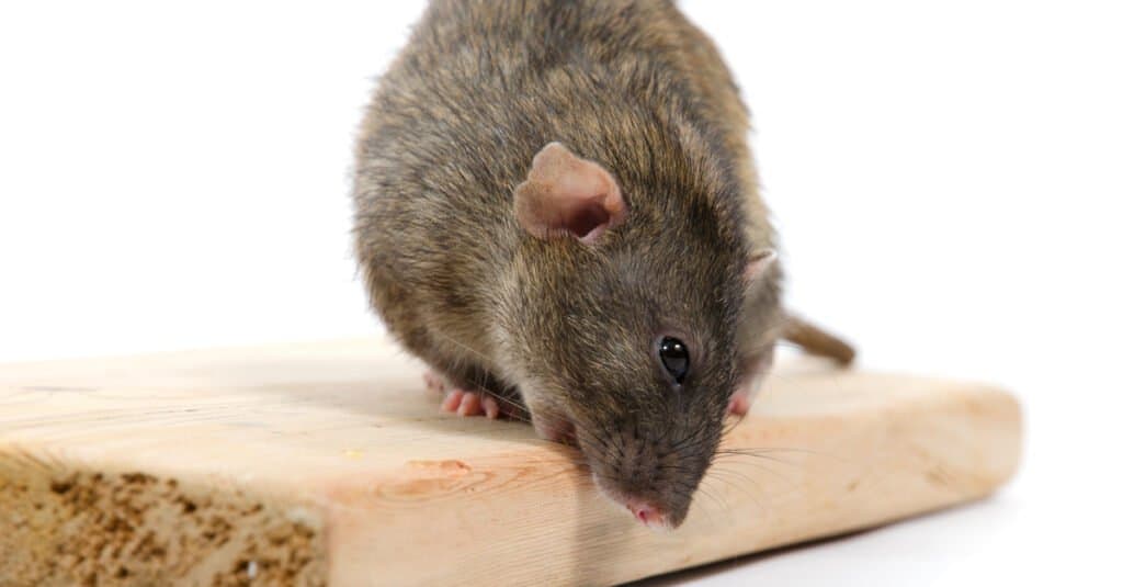 ratto contro criceto