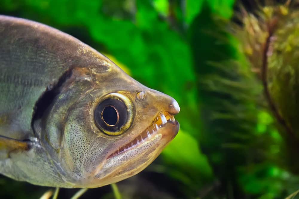 Payara,(dente di cane,Tetra,,Specie,,Hydrolycus,Scomberoides),-,Il,Predatore,Pesce