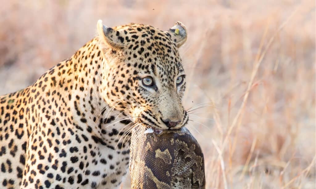 Pitone contro Leopardo