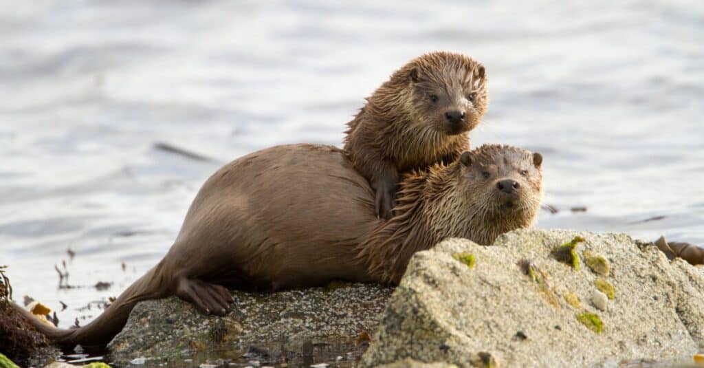 Gli animali più veloci del Massachusetts