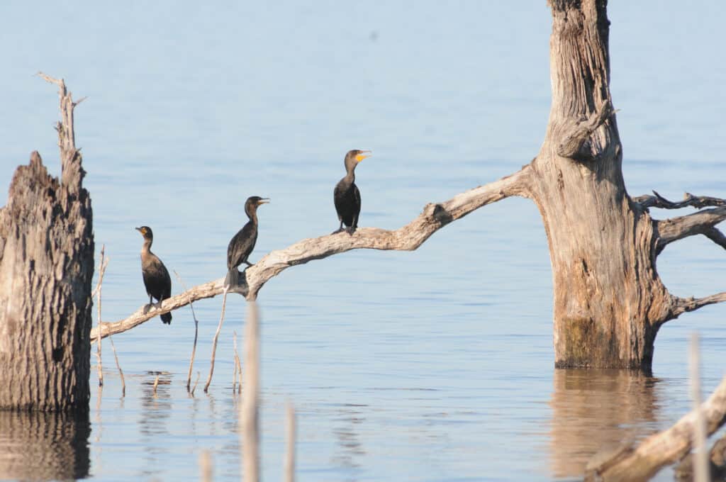 Cormorani vicino all'acqua