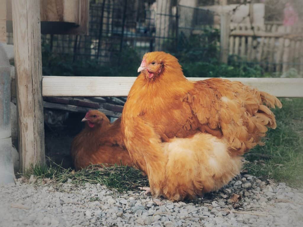 Gallina contro pollo