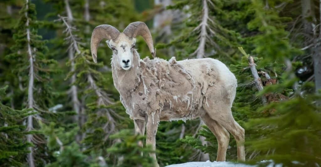 pecora bighorn che perde la sua pelliccia