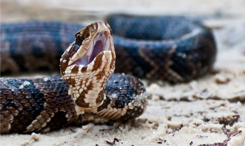 Serpente mocassino