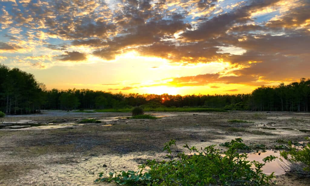 tramonto nelle paludi della Florida
