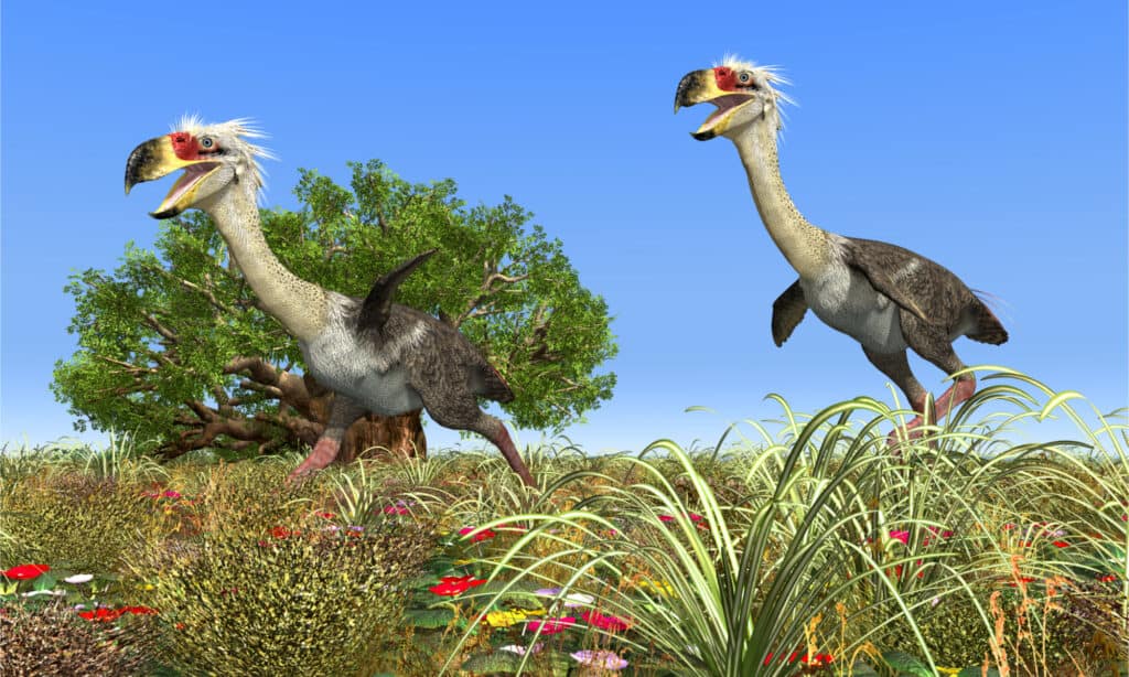 Terrore Uccello Phorusrhacos Illustrazione 3D generata dal computer