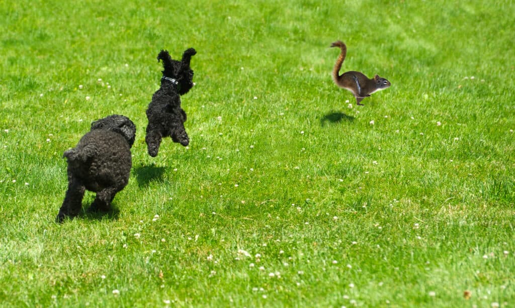 Cucciolo di barboncino giocattolo e barboncino in miniatura che inseguono uno scoiattolo in estate