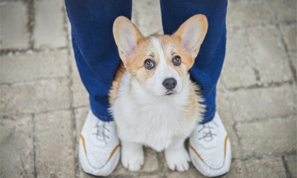 Un cucciolo di Corgi si siede accanto ai piedi dei suoi proprietari