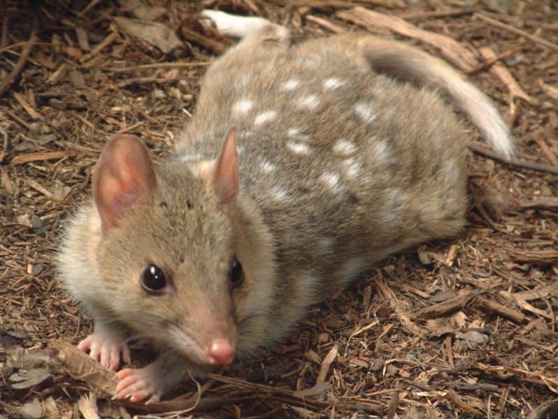 quoll - Dasyurus - quoll maculato sdraiato a terra