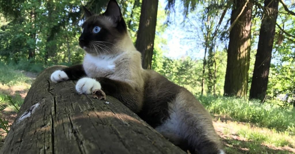 Gatto con le racchette da neve che gioca nella foresta