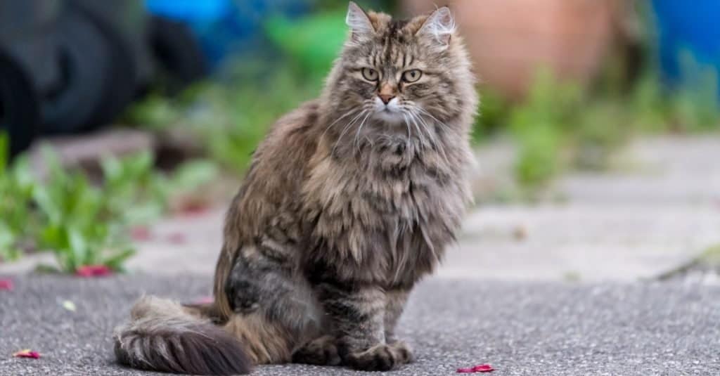 Animali più soffici: Ragamuffin Cat