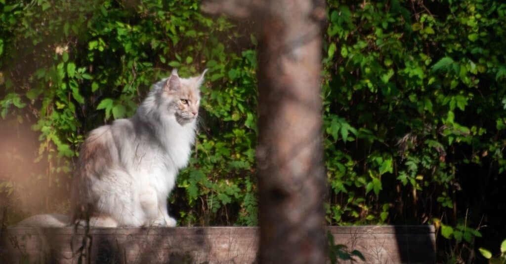 Gatto straccione bianco seduto nel cortile.