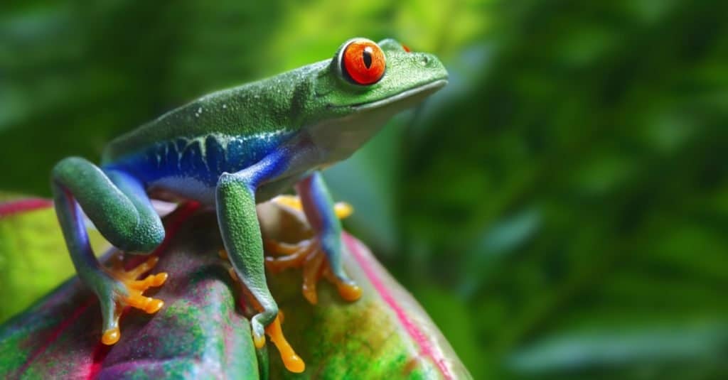 Un colorato raganella dagli occhi rossi nel suo ambiente tropicale.