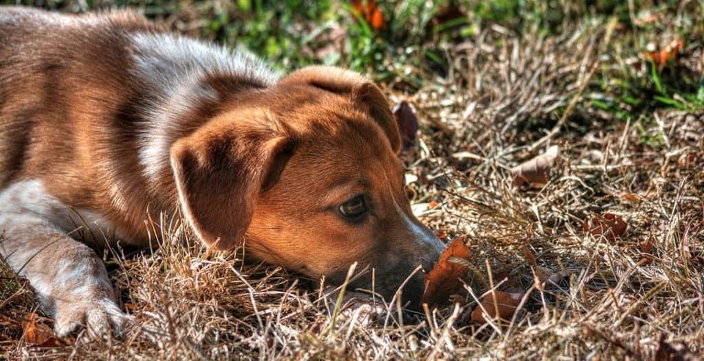 Raggle (mix di Beagle Rat Terrier) in giardino.