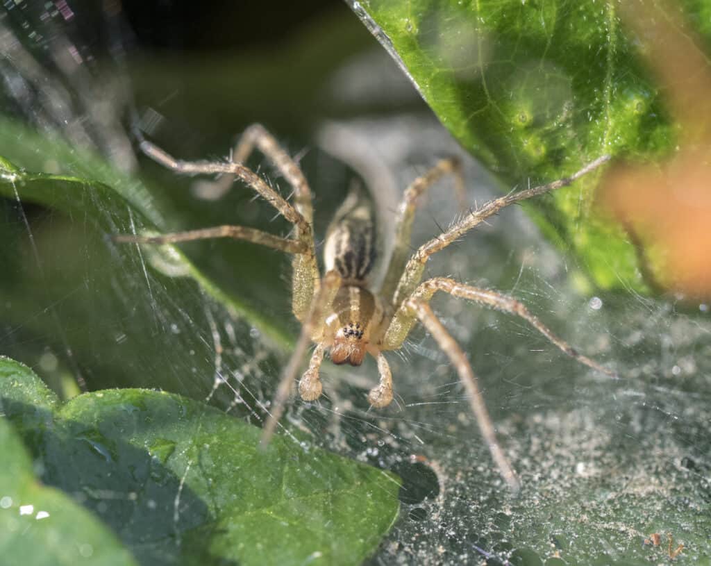 Imbuto Weaver Spider in attesa di preda nel web in giardino