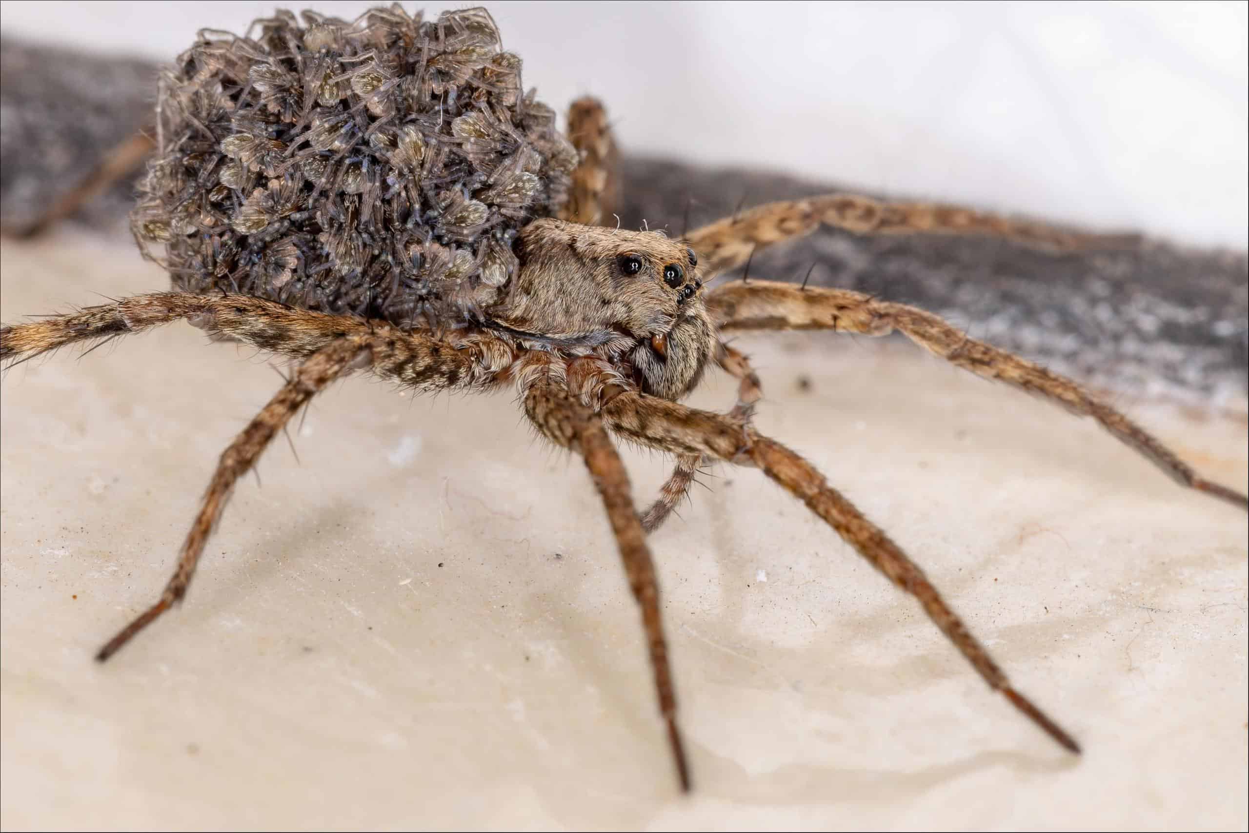 ragno lupo (Lycosidae) ragno lupo con bambini