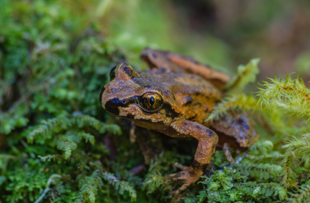 Rana Macchiata Dell'Oregon