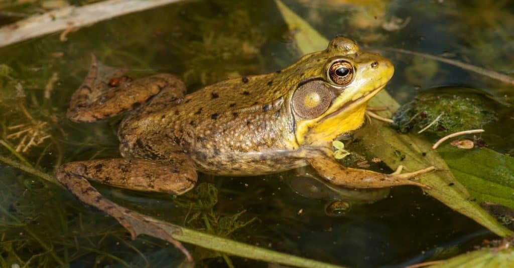 Una rana di palude adulta riposa tra la vegetazione acquatica in un lago del Wisconsin