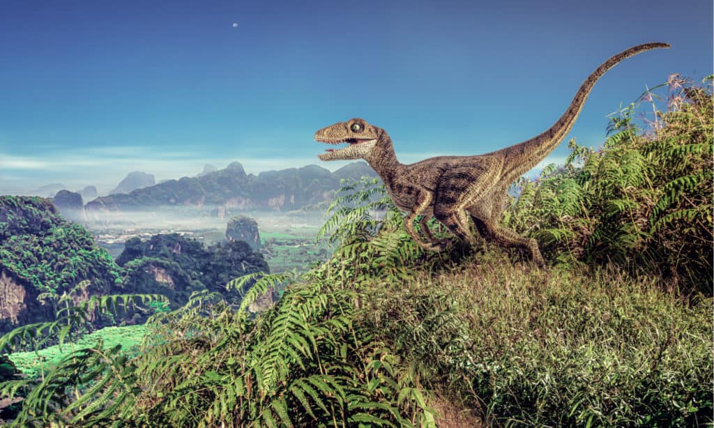 Velociraptor vs Giganotosauro