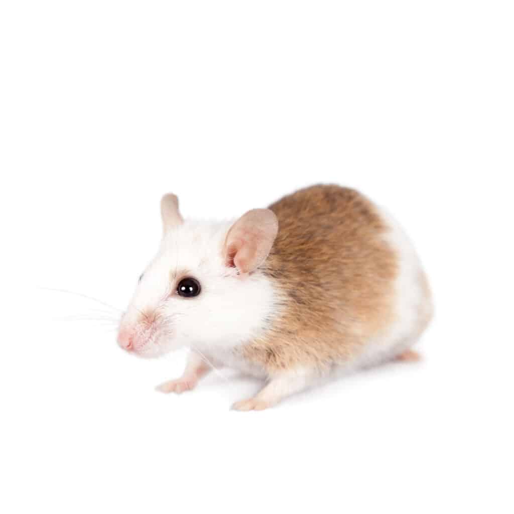 Ratto di pelliccia morbida africana su sfondo bianco