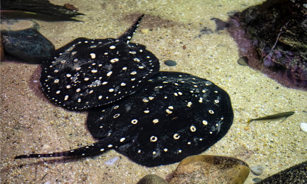 Un paio di razze a pois in bianco e nero sul fondo del mare.  Possono raggiungere lunghezze di 30 pollici e un diametro di 18 pollici.