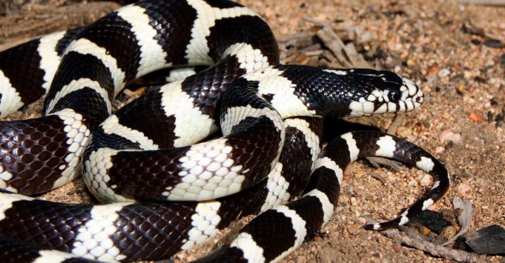 re serpente bianco e nero