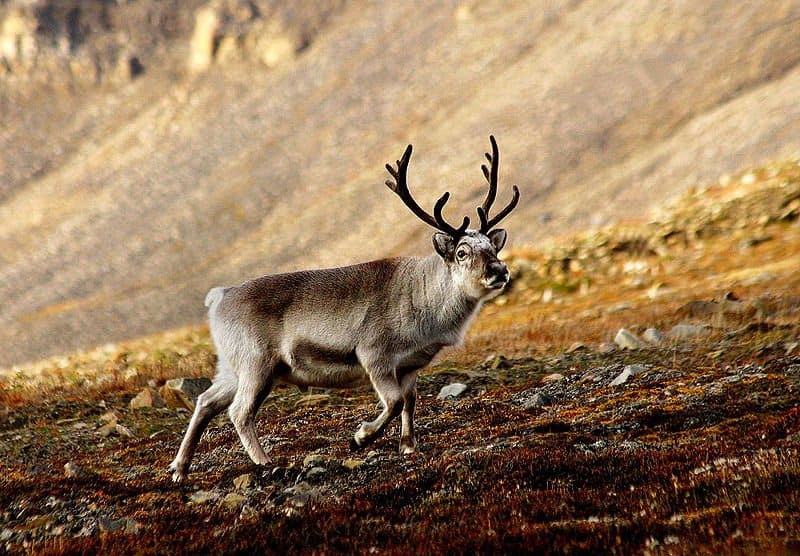 Renna (Rangifer Tarandus)