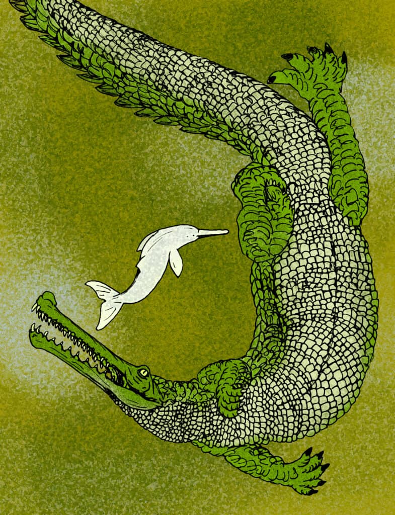 Una ricostruzione del gaviale gigante del Pliocene, Rhamphosuchus crassidens, con un delfino del fiume Gange per il confronto delle dimensioni.