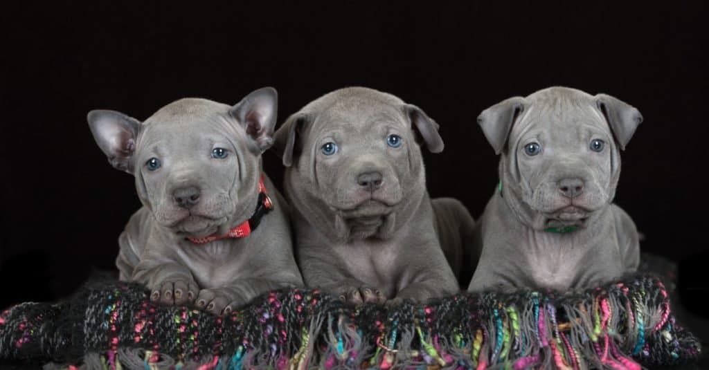 Tre cuccioli tailandesi del ridgeback che si siedono in un canestro.