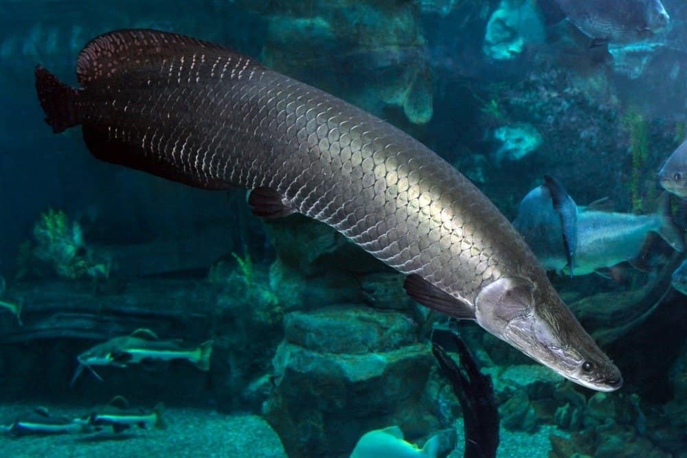 Arapaima (gigas svedese), noto anche come pirarucu