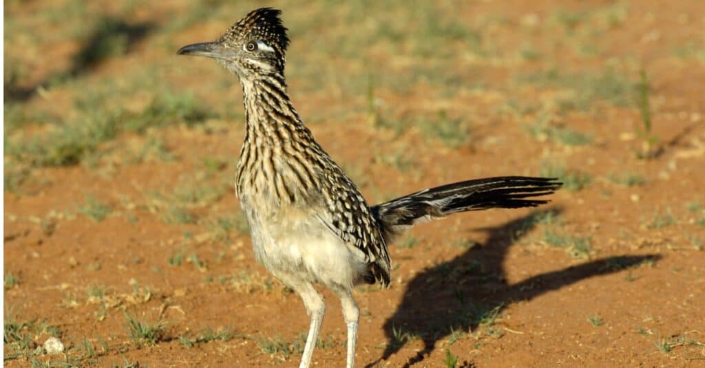 Cosa mangiano i Roadrunner?