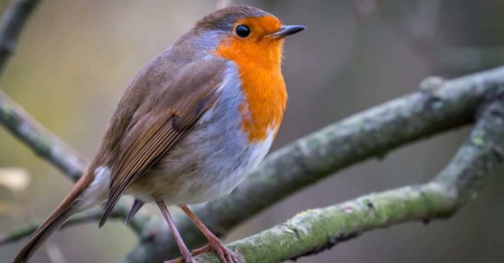 Il pettirosso europeo, più comunemente noto semplicemente come pettirosso, o pettirosso