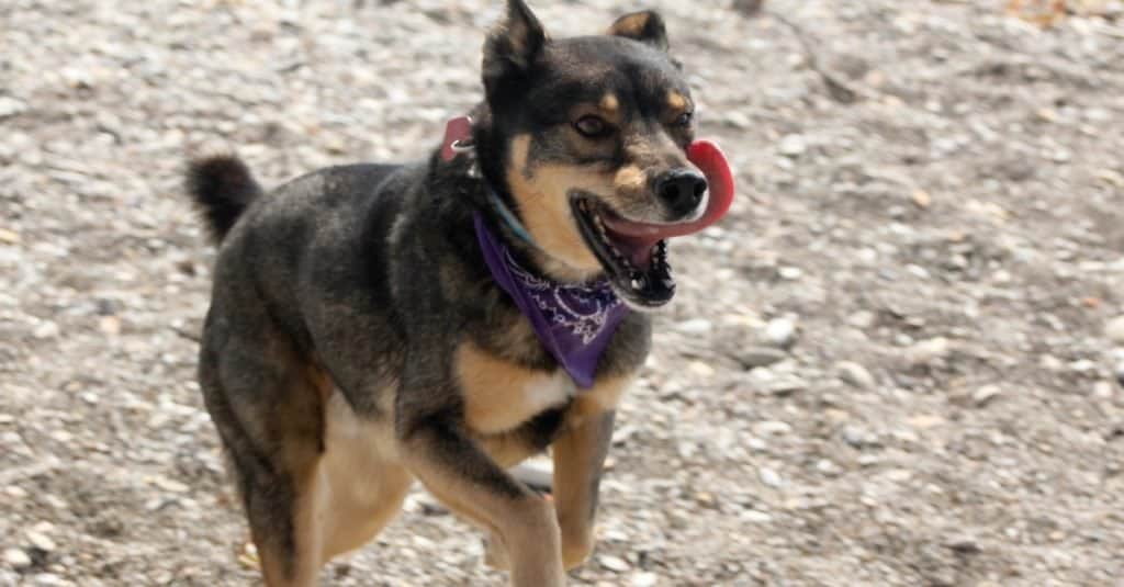 Rotweiller Husky di razza mista, Rottsky, con bandana suona all'esterno.