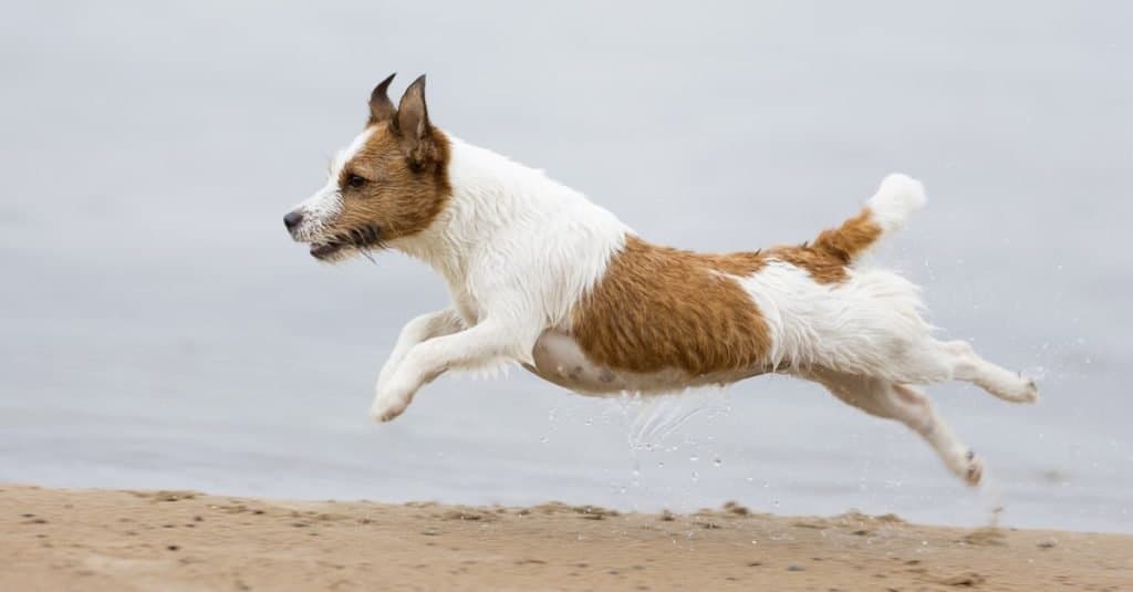 Russell Terrier al mare