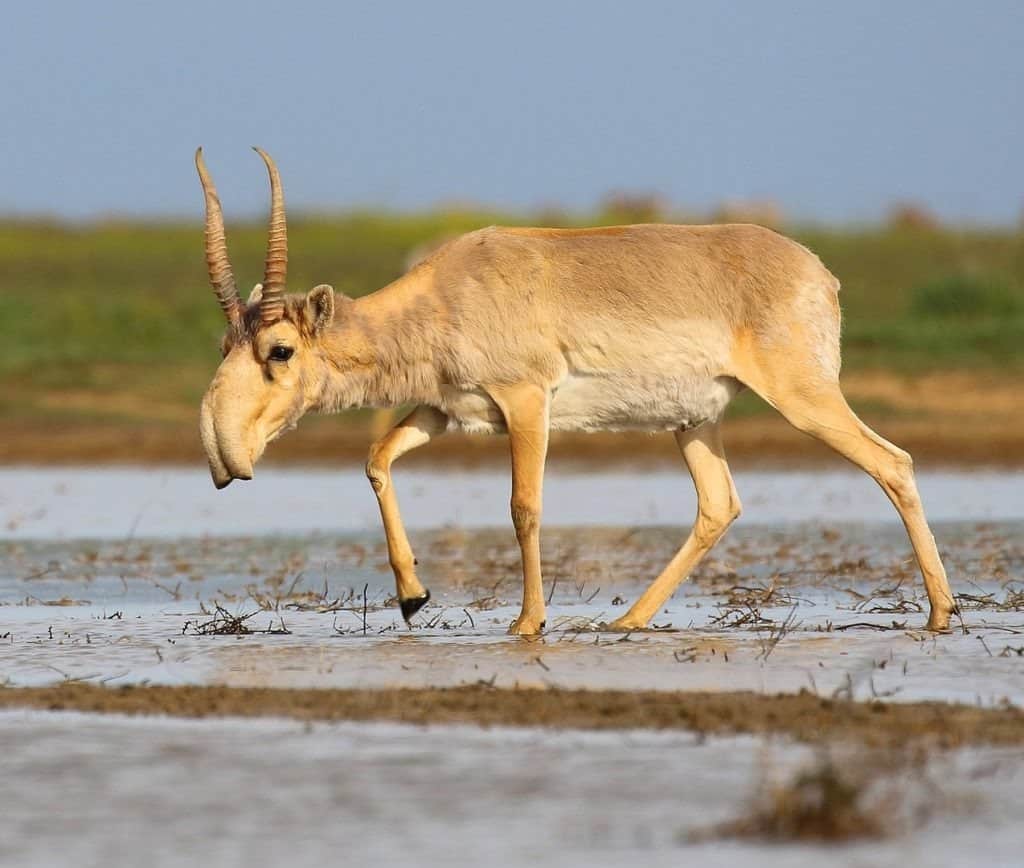 Antilope saiga selvatica, Saiga tatarica tatarica visitando una pozza d'acqua presso il Santuario di Stepnoi, Oblast di Astrakhan, Russia
