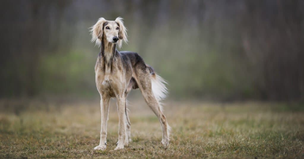 Saluki in piedi in un campo aperto