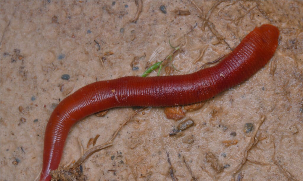 Kinabalu Giant Red Leech è di colore arancione rossastro brillante ed è lungo venti o più pollici.
